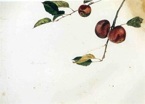 Apples on a Bough Study Before Picking   Contempo - Andrew Wyeth