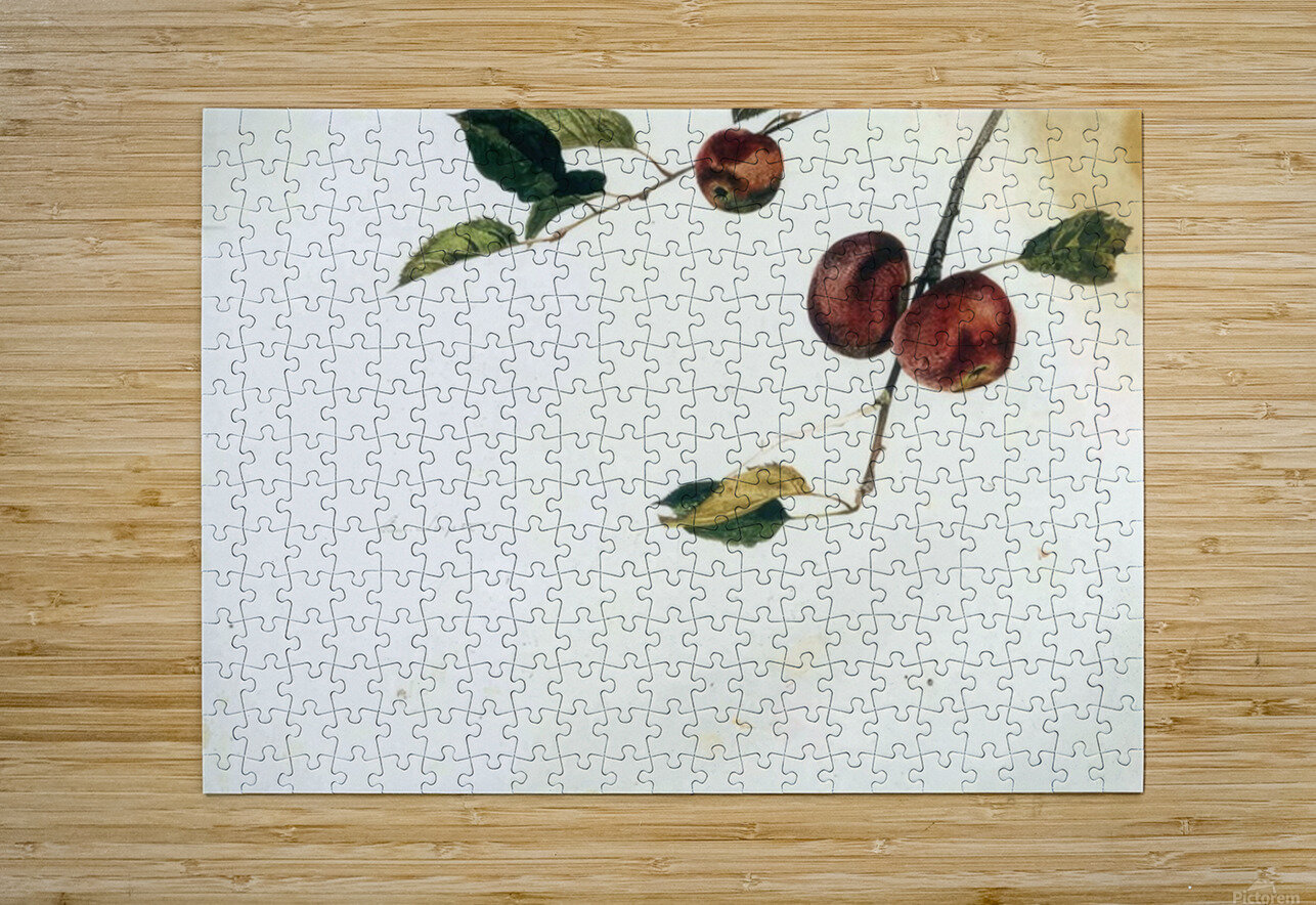 Apples on a Bough Study Before Picking   Contempo - Andrew Wyeth AmericanPainters Puzzle printing